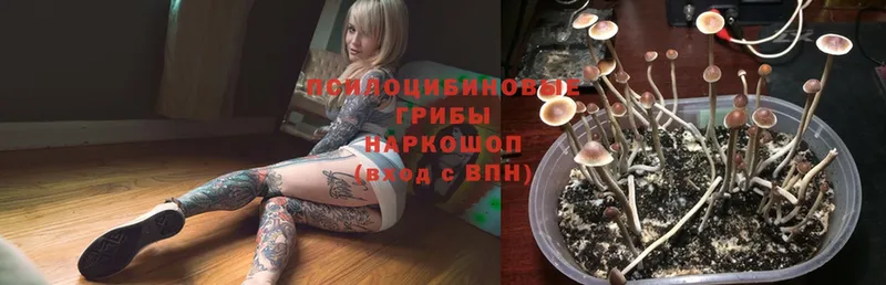 Псилоцибиновые грибы Magic Shrooms  Дедовск 