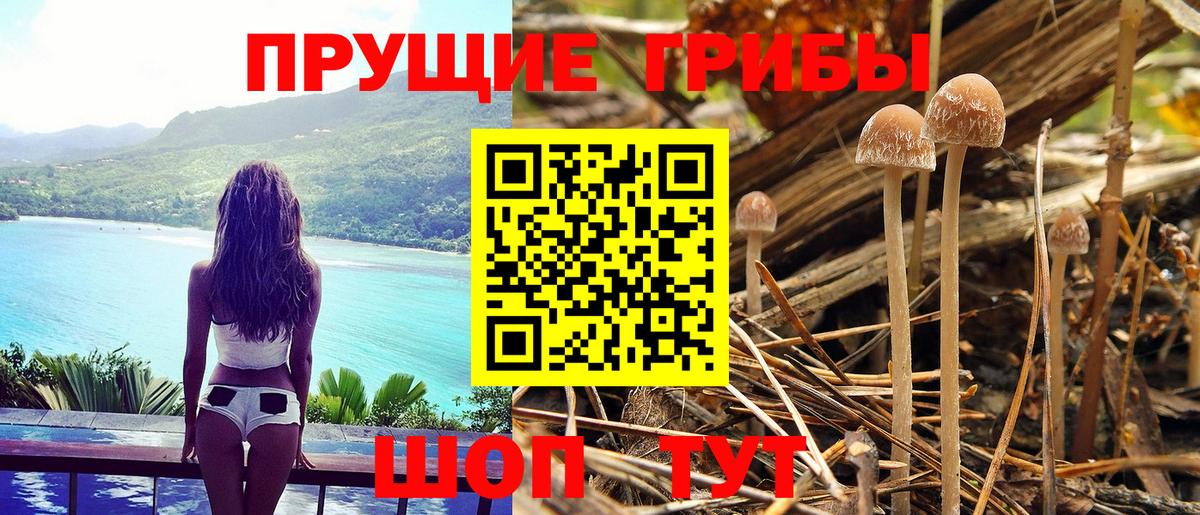 Псилоцибиновые грибы Psilocybine cubensis Дедовск